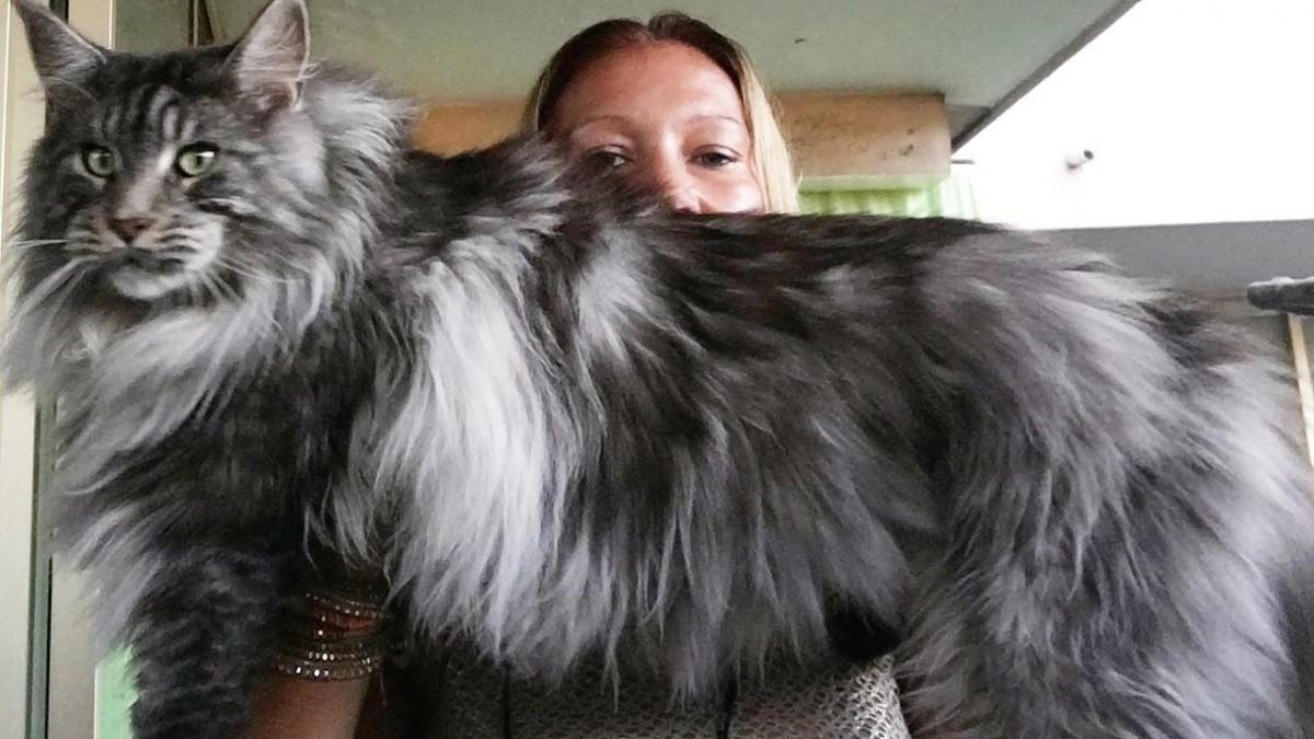 Donos ficam pequenos perto de seus gatões: inteligente e interativo, o Maine Coon  aprende muita coisa e adora brincar, especialmente com crianças (Divulgação)