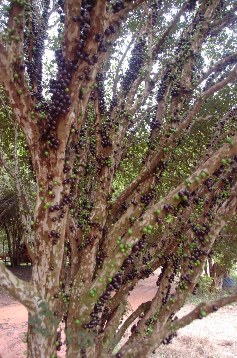 De outubro a novembro, a cidade  oferece eventos focados na fruta mais amada dos moradores (Cedoc/RAC)