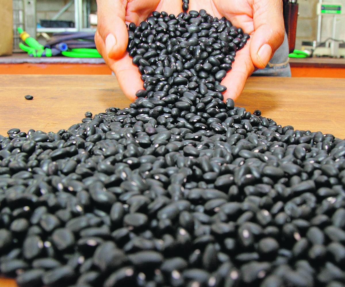 O IAC lançou um novo tipo de feijão preto: "Com potencial produtivo de 2.800 quilos por hectare, é possível produzir de 45 a 50 sacas por hectare para atender a demanda da Camil" (Thomaz Marostegan/Especial para a AAN)