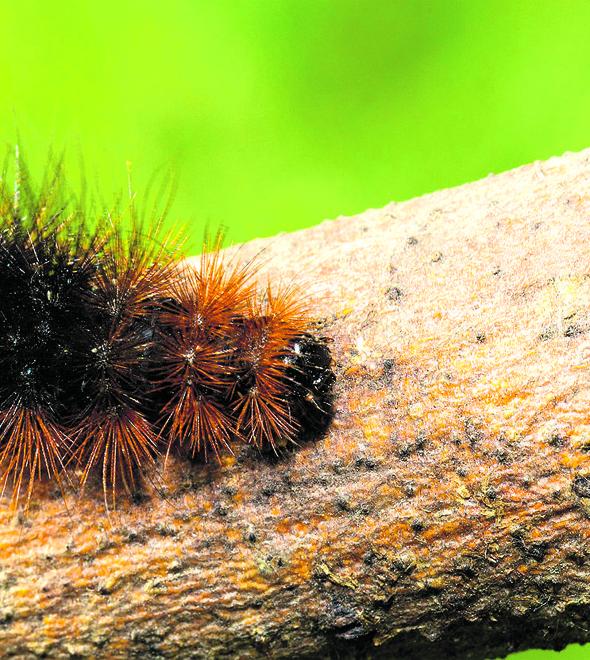 Uma senhorita encrenqueira: o aumento dos ataques pode estar atrelado à intensificação do uso de inseticidas contra alguns dos seus predadores naturais, acreditam especialistas (Cedoc/RAC)