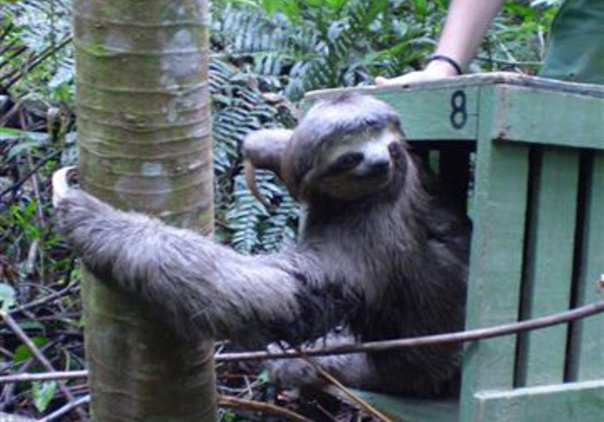Por meio deste convênio, qualquer animal silvestre que estiver ferido e precisar ser monitorado será encaminhado à entidade (Divulgação)