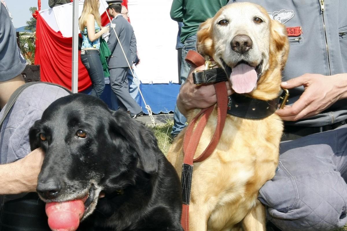 Drones e cães farejadores ajudam na busca por vítimas (Divulgação)