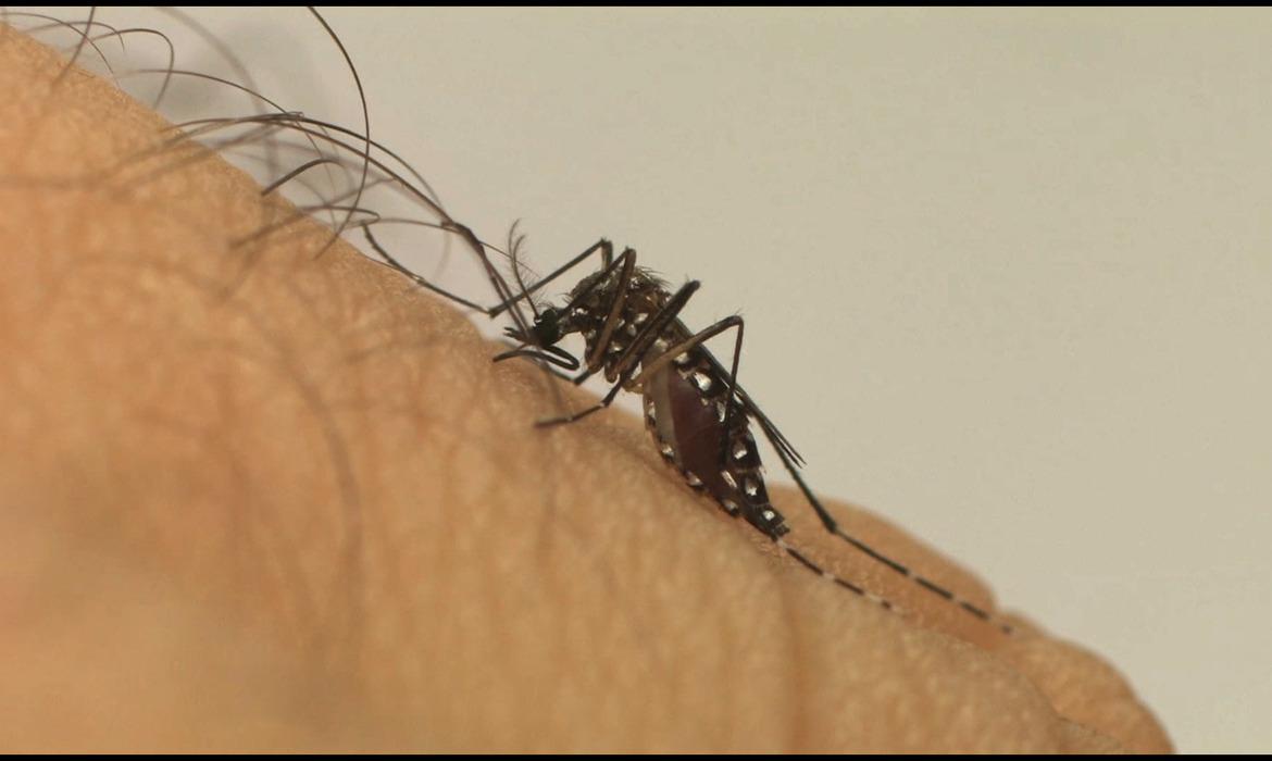 Ocorr&ecirc;ncias de dengue aumentam 237% (Divulga&ccedil;&atilde;o/Fiocruz)