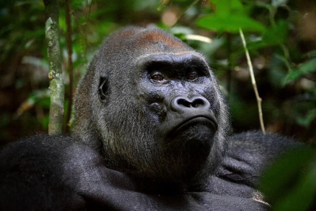 Quase 60% da população conhecida de gorilas e 43% da de chimpanzés se encontram na República Democrática do Congo (WCS)