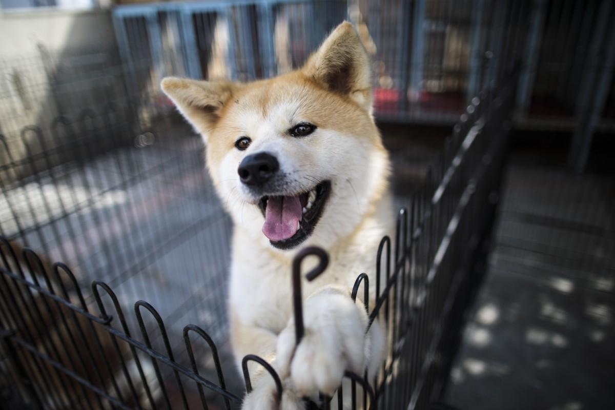 Esse cão, que durante muito tempo foi criado para a caça, recebe seu nome da região do norte do Japão da qual é original (AFP)