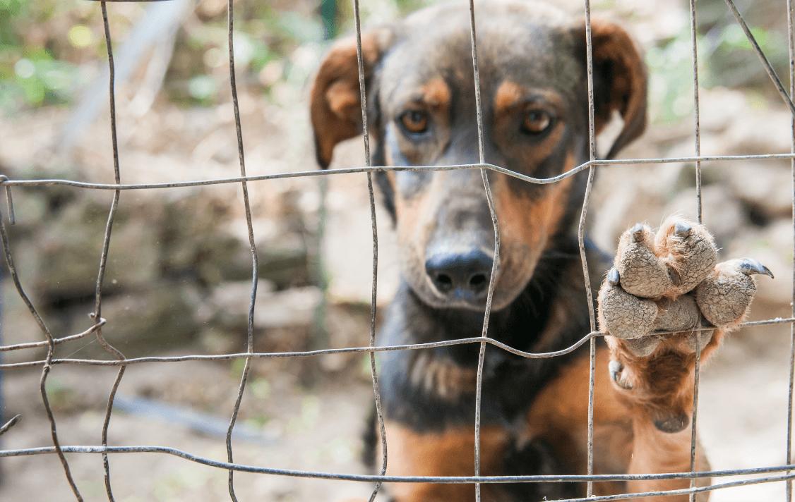 Mês da Prevenção da Crueldade Contra Animais (Divulgação)