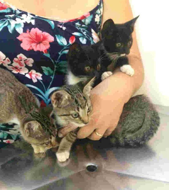 Filhotes de gatos são abandonados em caixa. (Divulgação)