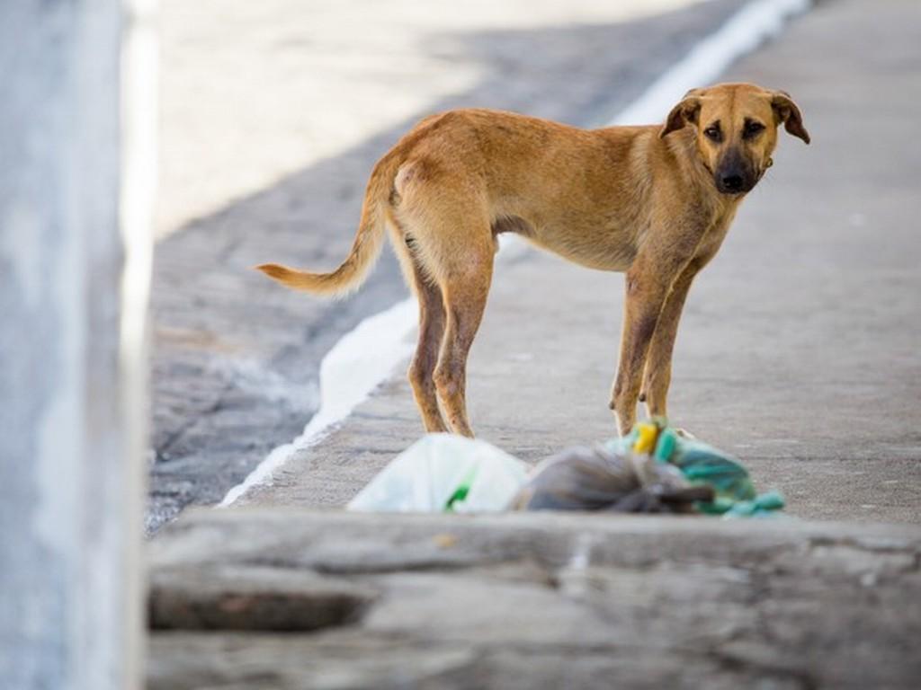 Cenário de animais abandonados no Brasil. (Divulgação)