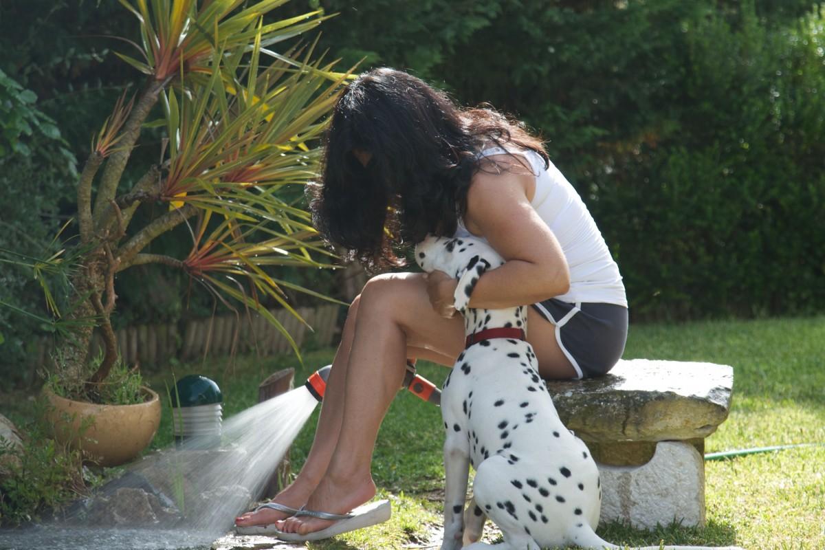 Reflita sobre a escolha de um Cãopanheiro. (Divulgação)