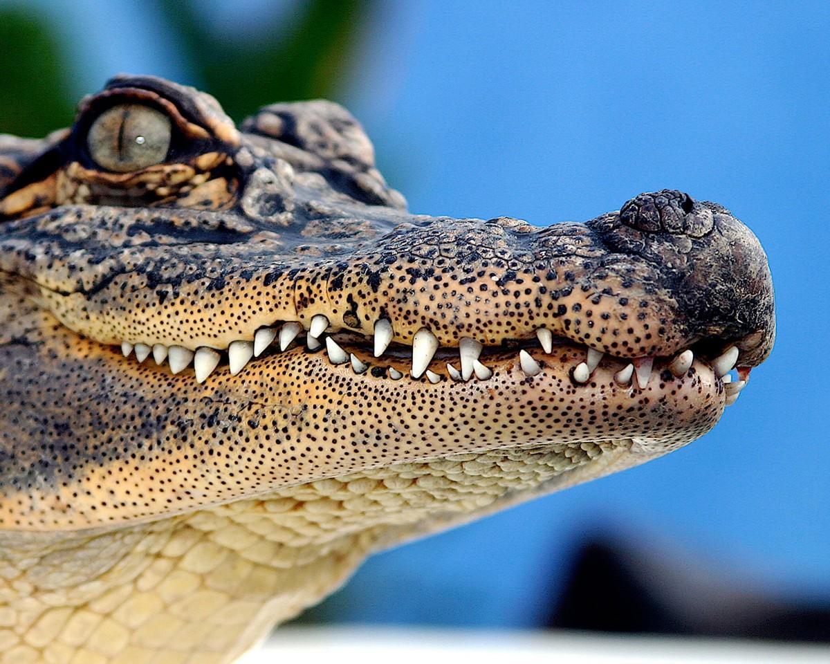 Na foto, um animal da mesma espécie do capturado (jacaré americano) (Reprodução)