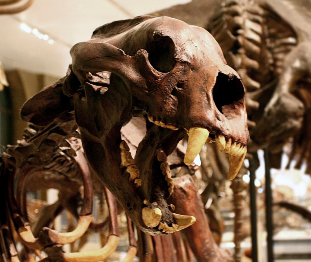 O maior exemplar de urso de que se tem conhecimento pertence à espécie Arctotherium angustidens, um carnívoro-onívoro que viveu há 780.000 anos (Martin Cathrae/Flickr)