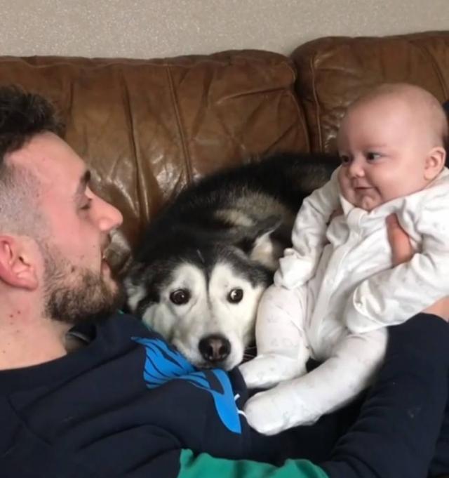 Os huskies sempre foram muito carentes e adoram atenção, por isso dormem no mesmo quarto da família, assim como o bebê Parker, que adora os cães. (instagram/@milperthusky)