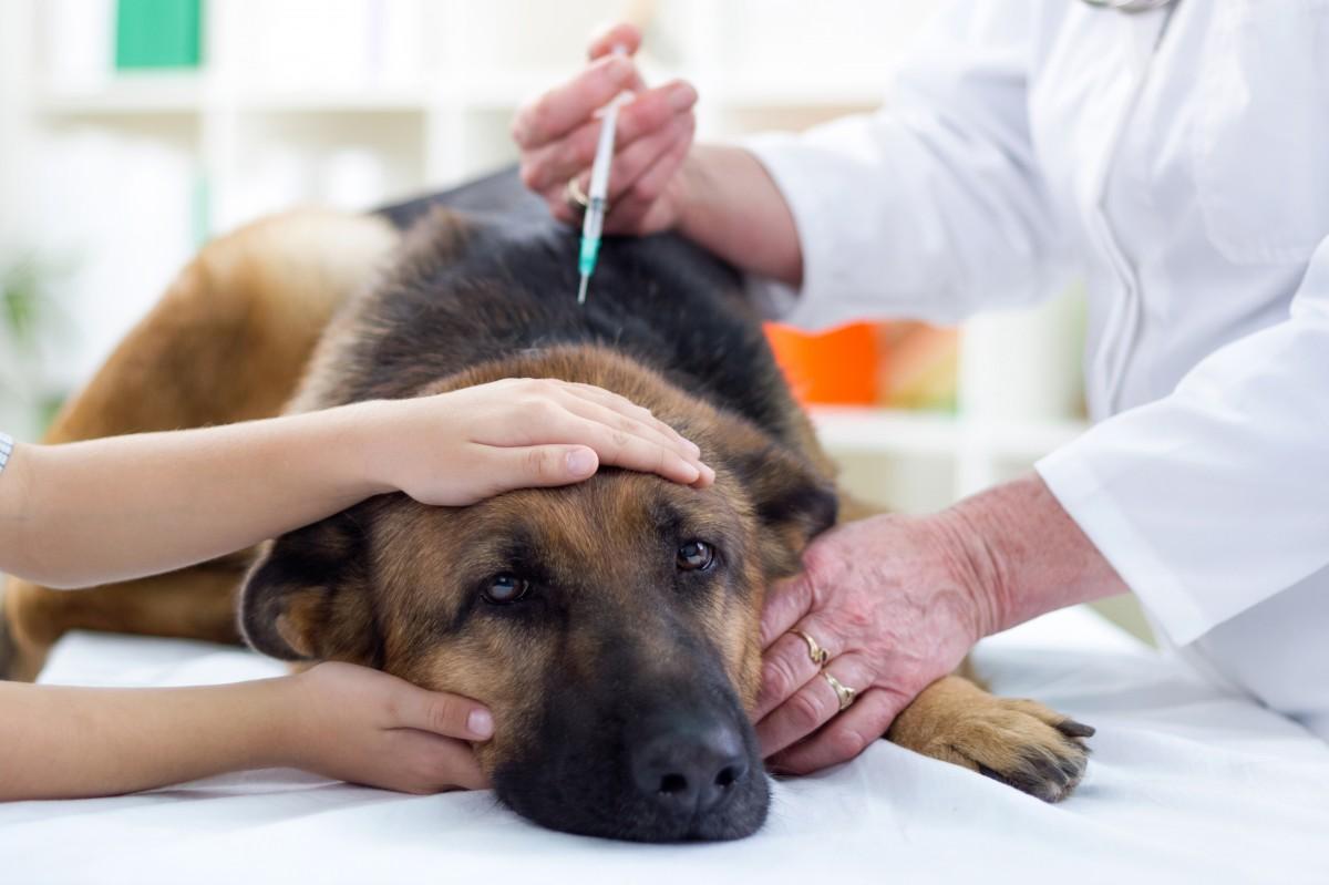 Cães podem ter febre amarela? (Divulgação)