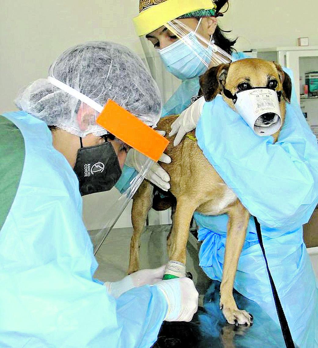 Cidade mantém projetos como veterinárias credenciadas, adoção , Posto de Atendimento e controle de reprodução (Divulgação)