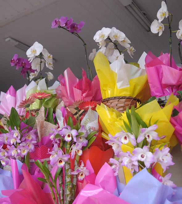 Diminuição da oferta de flores deve ocasionar elevação dos preços (Matheus Pereira/AAN)