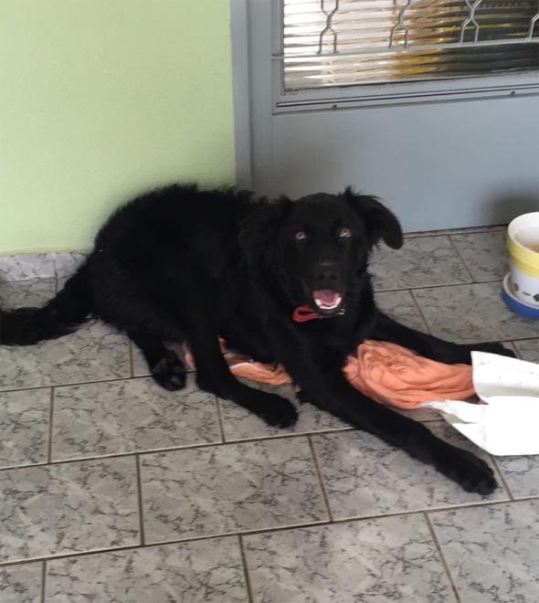 Senhora acolhe cão atropelado e pede ajuda. (Divulgação)