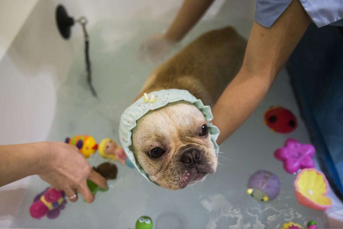 A vida de cão para os cachorros de Hong Kong. (Divulgação)