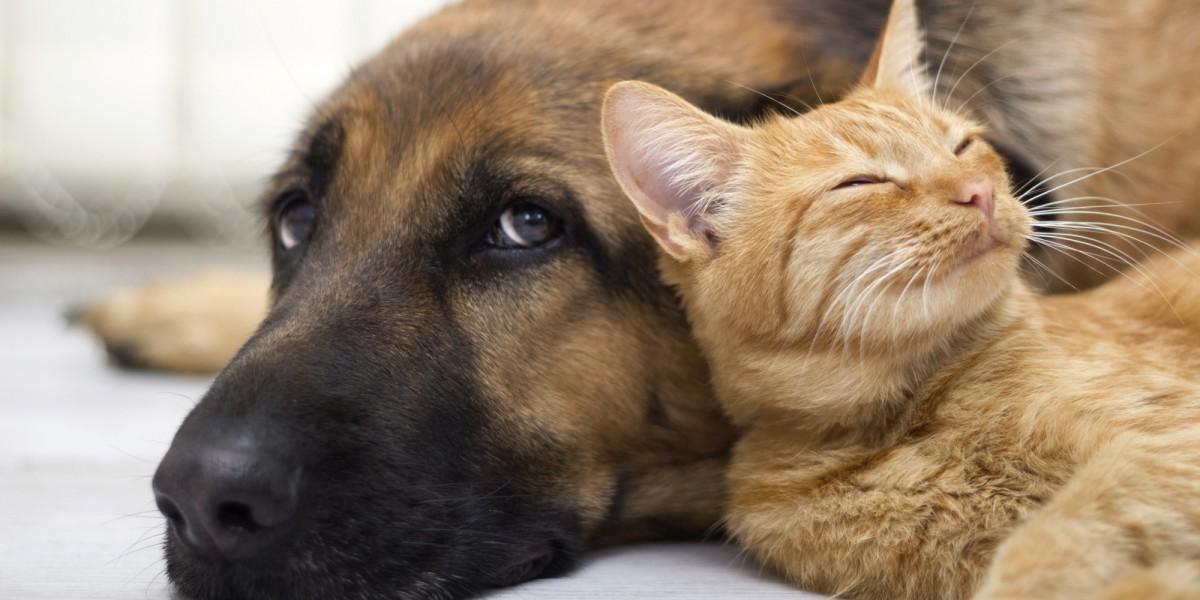 O evento oferece aos visitantes a chance de adotar um pet. (Divulgação)