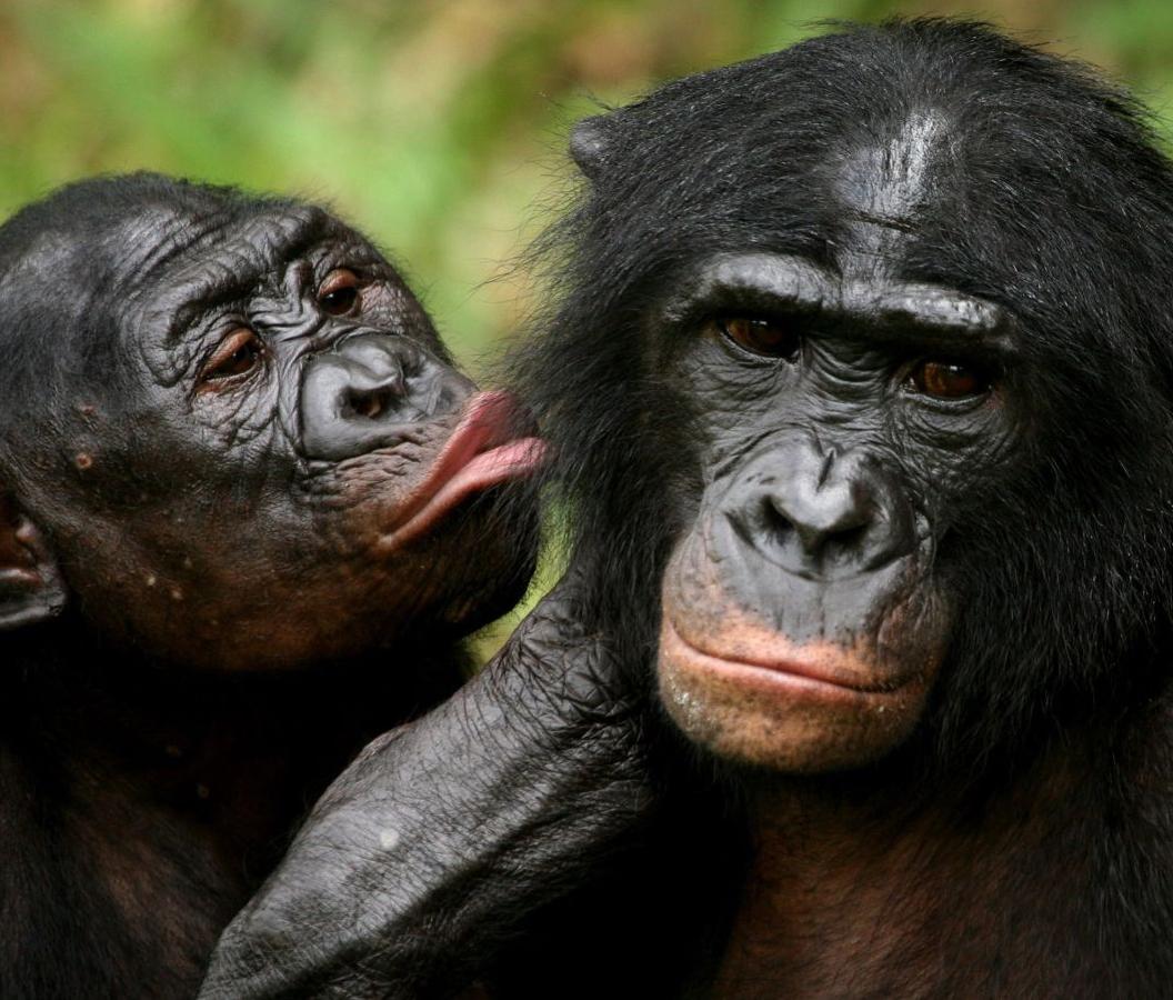 Chimpanzés e bonobos utilizam gestos em uma grande variedade de situações e para diferentes propósitos (Reprodução)