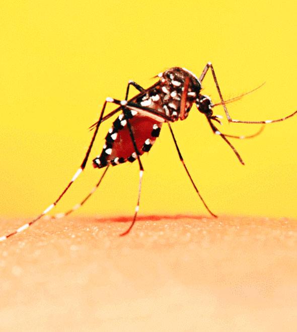 Pelo menos 1.496 cidades estão em alerta ou risco para doenças do 'Aedes' (Divulgação)