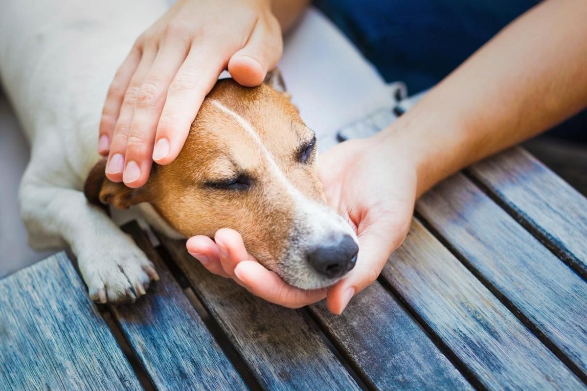 Conheça verminoses comuns nos cães. (Divulgação)