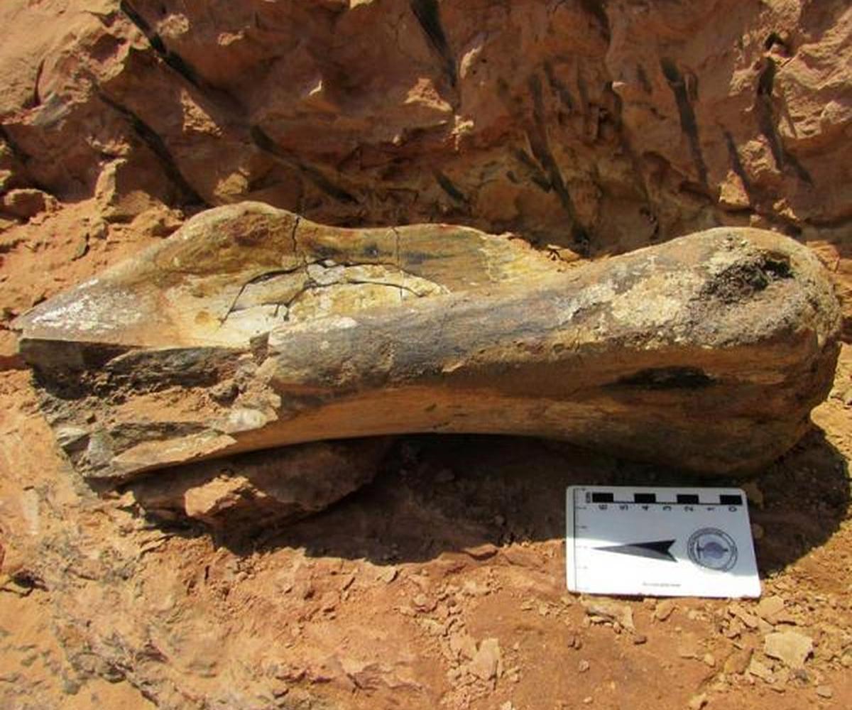 Um outro fóssil de titanossauro foi encontrado às margens da Rodovia Comandante João Ribeiro de Barros (SP-294) também neste ano (Museu de Paleontologia de Marília)