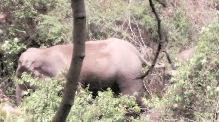 Elefantes selvagens matam dois rohingyas (Divulgação)