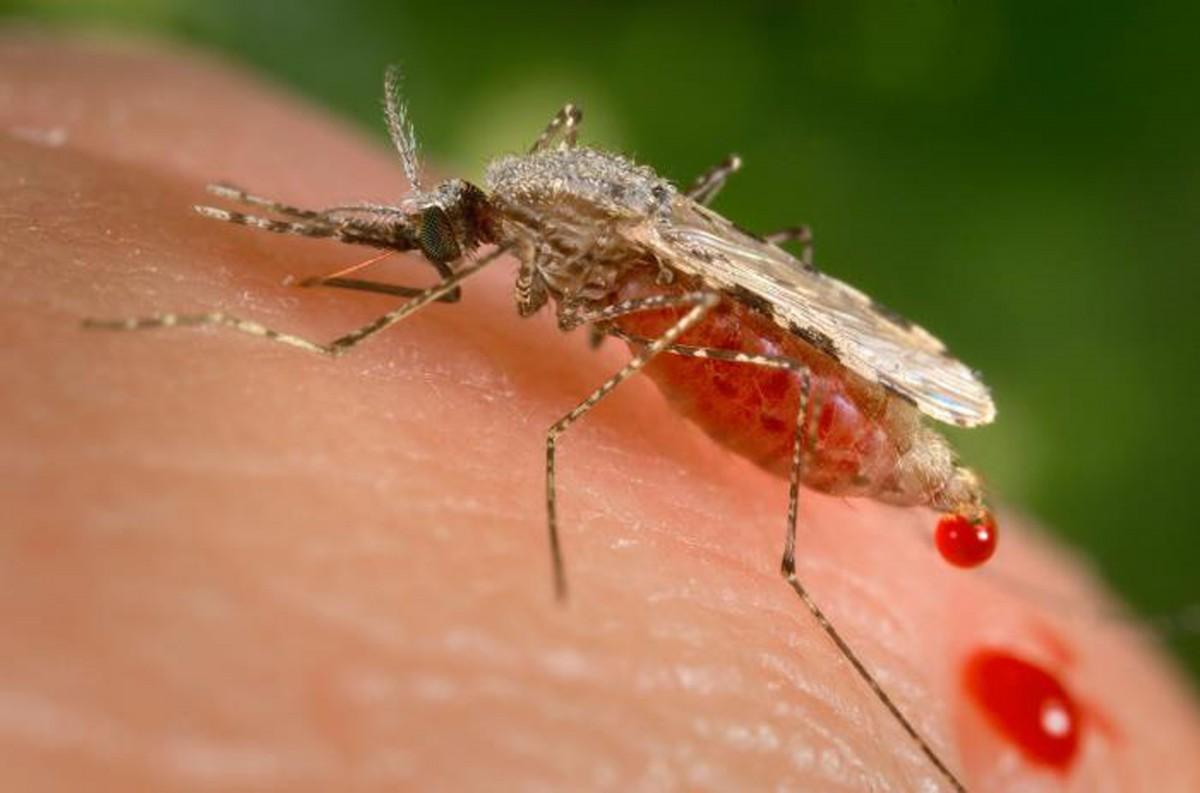 Droga para malária protege fetos da zika (Divulgação)