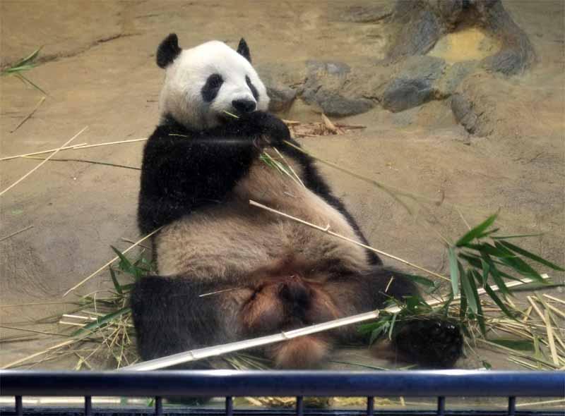 Serão servidos aos pandas "petiscos de bambu" e água, e a caixa que os transportará deverá ser mantida seca e com cobertores absorventes, durante as 12h de voo (France Press)