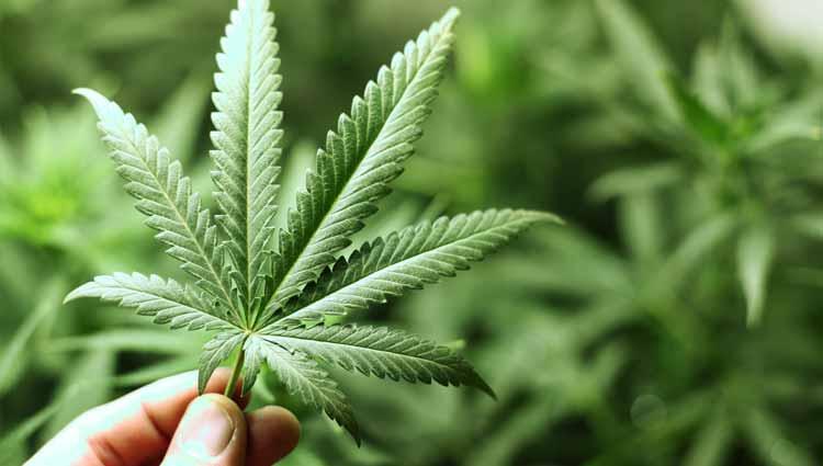 Até o momento, o Uruguai é o único país que legalizou a maconha para uso recreativo em todo o seu território (Divulgação)