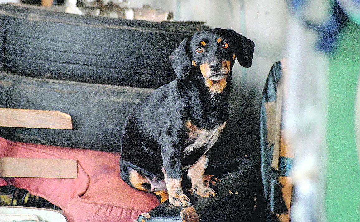 Cão achado em um dos oito imóveis mantidos por coronel: sua intenção era criar a "menor raça do mundo" (Patrícia Domingos/6abr2017/AAN)