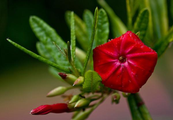 Flor de Carajás (Divulgação)