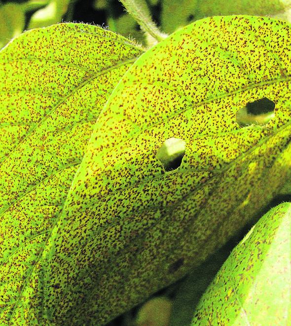 Fungo causa desfolha precoce, interferindo na formação de vagens e enchimento de grãos, o que diminui a produtividade (Divulgação)