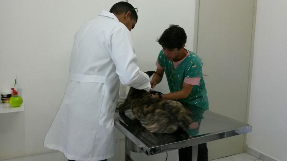 Rajado recebe os primeiros-socorros na clínica Animal Palace, onde está internado  (Marynes Silva )