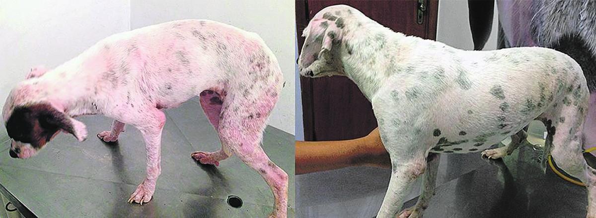 Antes e depois de cachorro com leishmaniose que passou pelo tratamento com milteforan (Divulgação)