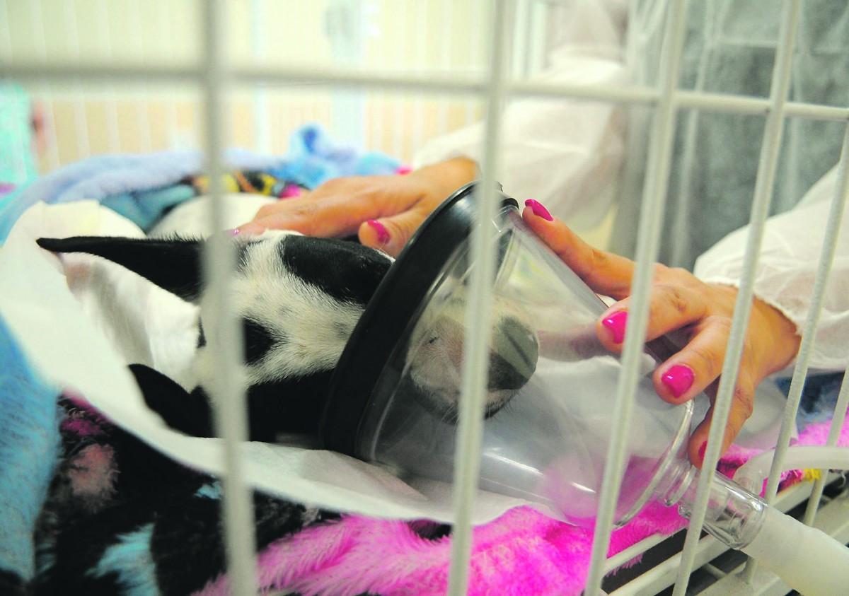 A cachorra Maya recebe atendimento em clínica veterinária de Campinas: estado do animal é grave (Kamá Ribeiro/ Correio Popular)
