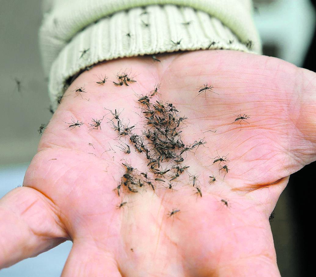 Aedes transgênicos na palma da mão do secretário da Saúde, durante a soltura na manhã desta terça (Christiano Diehl Neto)