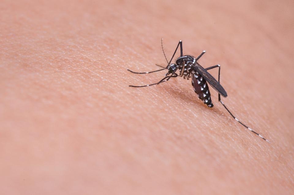 Vacina experimental contra zika será testada em humanos nas próximas semanas (EBC)
