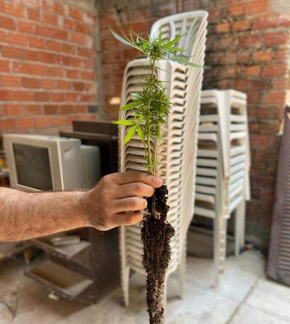 Policial mostra pé de maconha apreendido no local: portão estava aberto e fuga pode ter ocorrido pela mata (Divulgação)