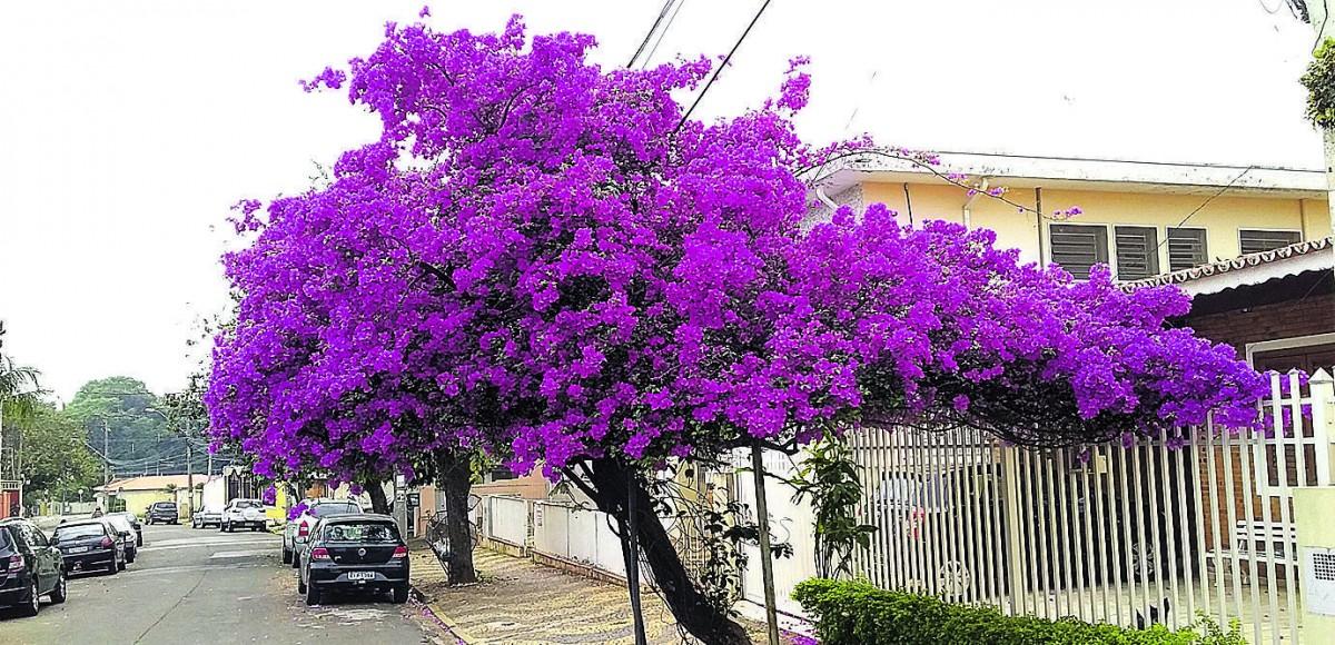 Na Rua Tenente Haraldo Egidio Santos, no Chapadão, o esplendor da primavera pede passagem (Carlos Ernesto Levin/Foto do leitor)