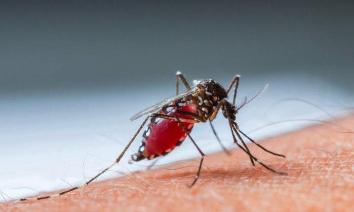 Campinas j&aacute; soma 1.703 casos de dengue este ano (Divulga&ccedil;&atilde;o)