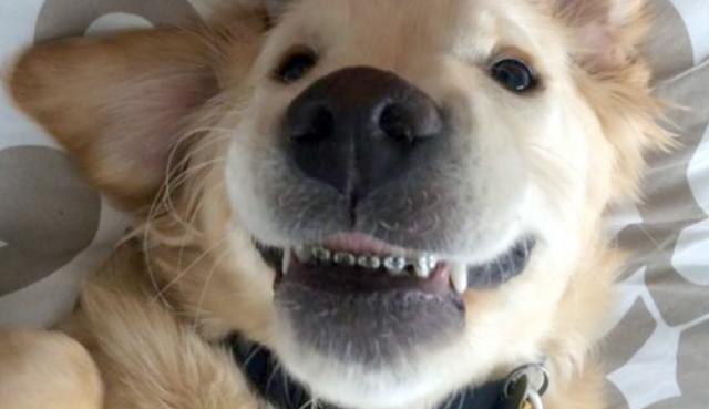O filhotinho de Golden Retriever não conseguia fechar totalmente a boca e, por isso, não mastigava direito (Reprodução Twitter)