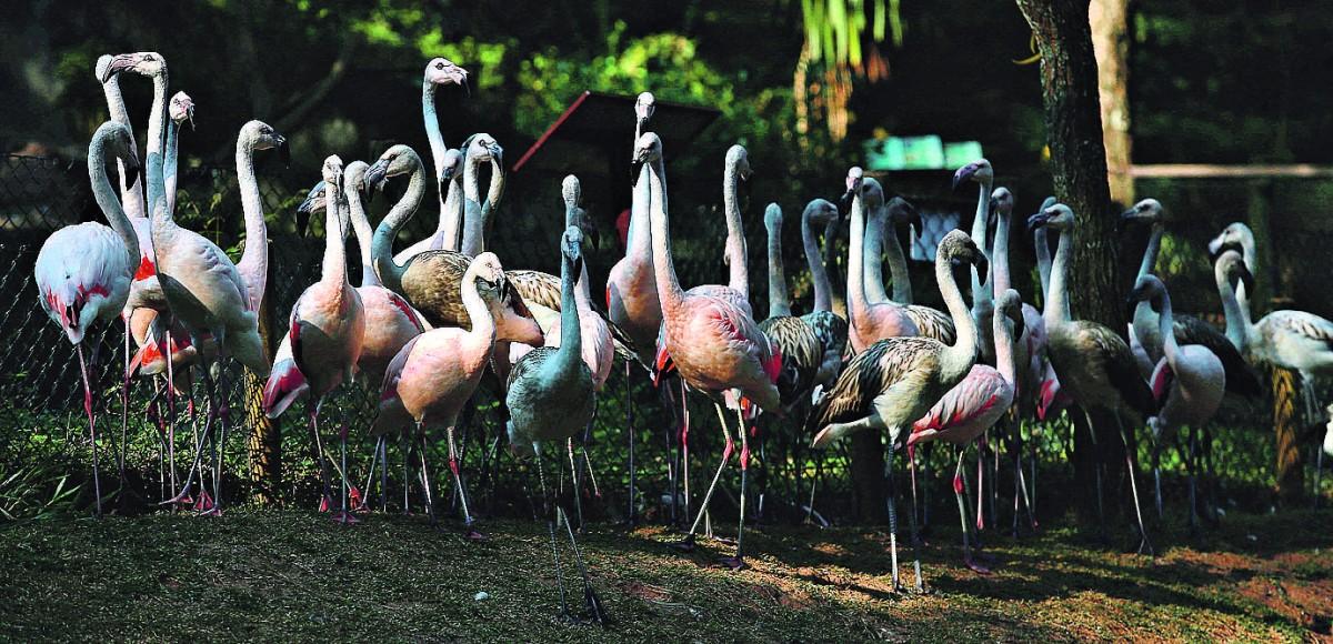 No Zooparque de Itatiba, os flamingos, com seu estilo pernalta, aproveitam a sombra para refrescar do forte calor (Leandro Ferreira/AAN)