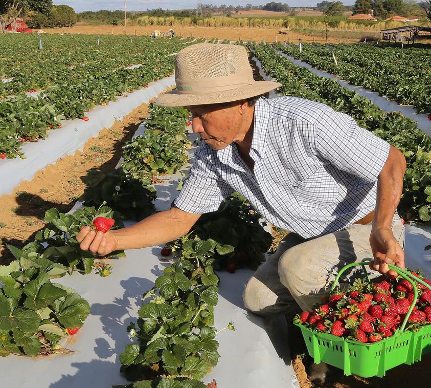 Registro facilita identificar origem e percurso de frutas e hortaliças (Valter Campanato/Agência Brasil)