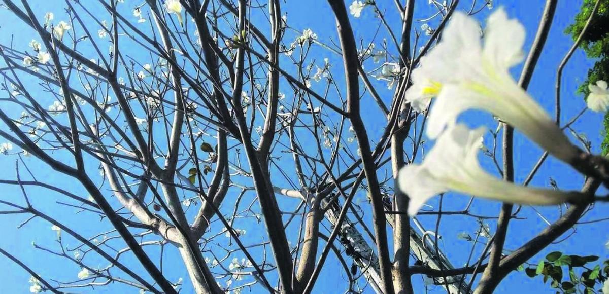 O visual pode ser efêmero, pois a florada é muito rápida, mas a beleza dos ipês brancos tem encantamento duradouro (Maria José Basso/AAN)