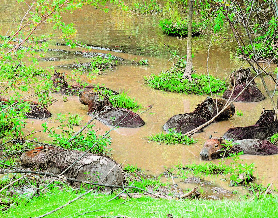 Superpopula&ccedil;&atilde;o do roedor no Ecol&oacute;gico (  )