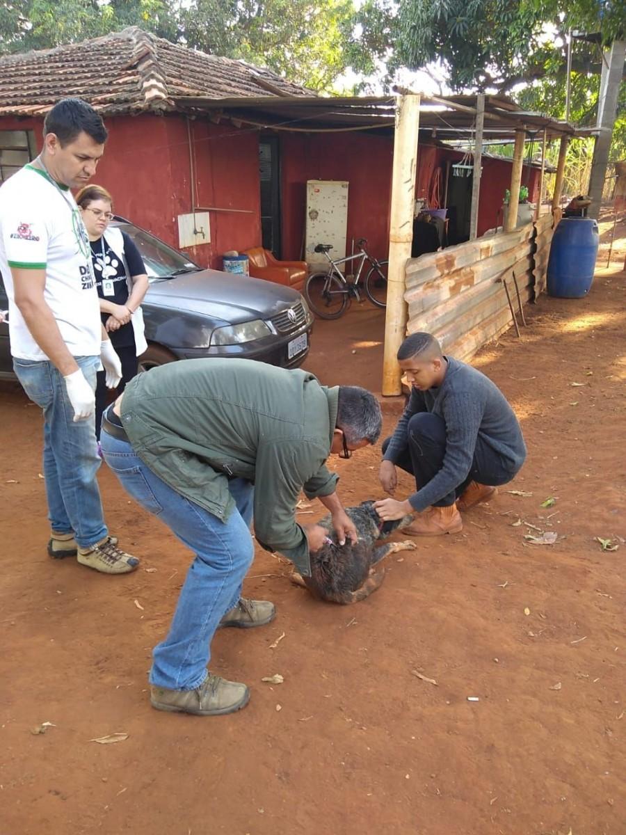 74 cães e 2 gatos foram vacinados em etapa antecipada da campanha (Divulgação)