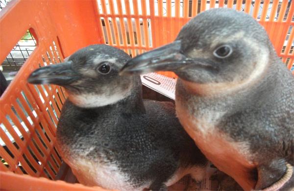 Eles foram recolhidos e encaminhados a um abrigo mantido pela ONG em Saquarema, na Regi&atilde;o dos Lagos. (Divulgação / ONG SOS Aves & Cia)