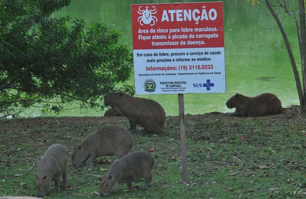 Capivaras pr&oacute;ximas a lago no Parque Ecol&oacute;gico: reparos em alambrado depender&atilde;o de recursos do Estado ( C&eacute;sar Rodrigues/ AAN)