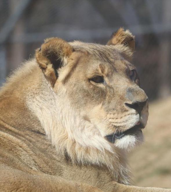 Leoa, famosa por sua juba, morre no zoo de Oklahoma. (Divulgação)